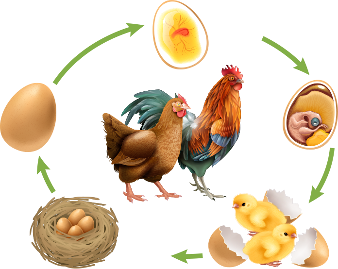 Chicken Life Cycle